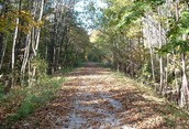 Sun Streaks like a Paintbrush across the Bruce Trail